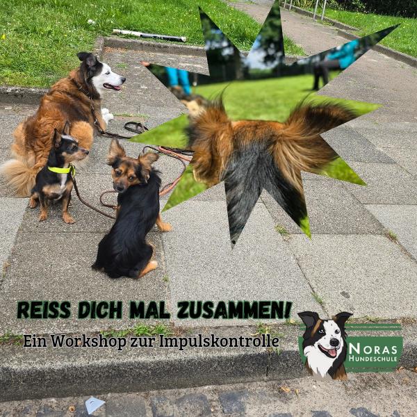 Reiß dich mal zusammen! TEIL 2 Impulskontrolle