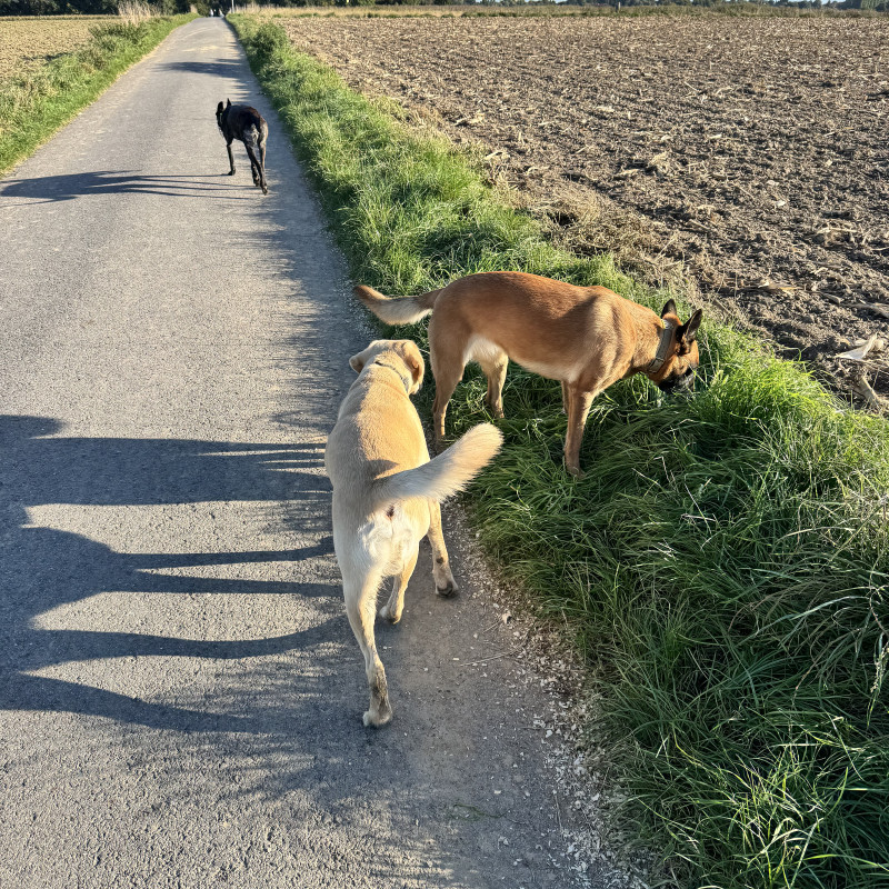 Profi-Spaziergang (BASIS)