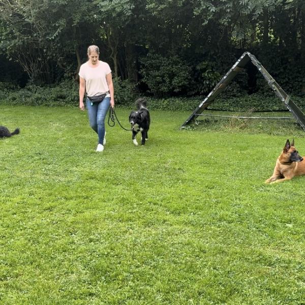 Hundebegegnungen (BASIS)