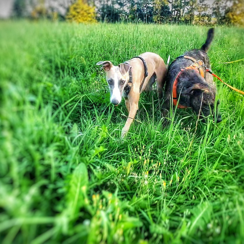 Mittwoch 14.00 Uhr Rudelspaziergang 1x 90Min