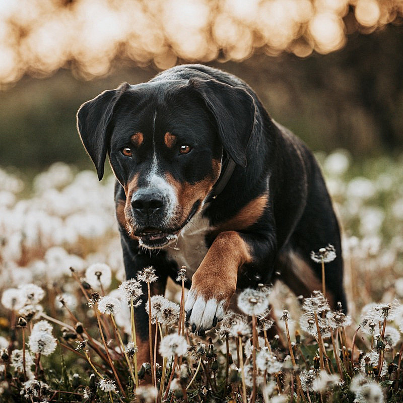 ONLINE WORKSHOP:  Isometrische Übungen im Hundetraining