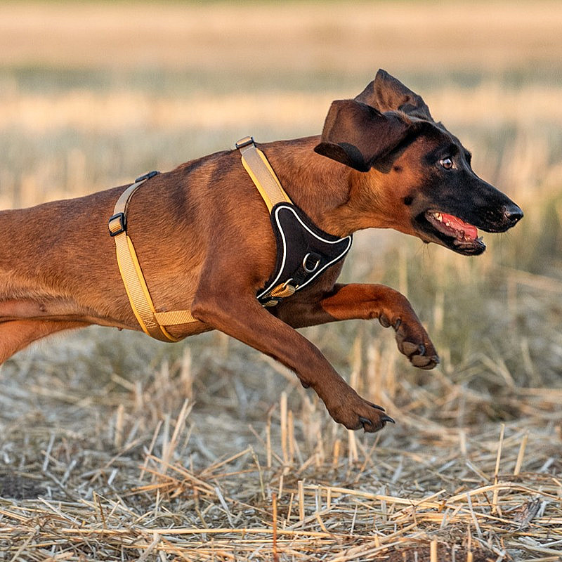 Social Walk meets Hundephysio