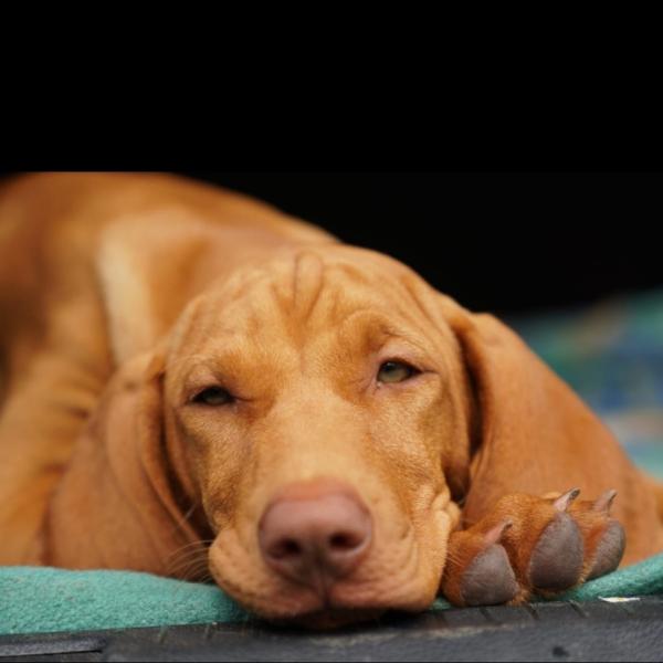 Junghundekurs SA 09.00 h