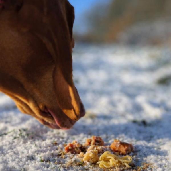 Anti Giftköder Kurs