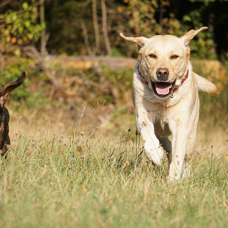 Dogs After Work