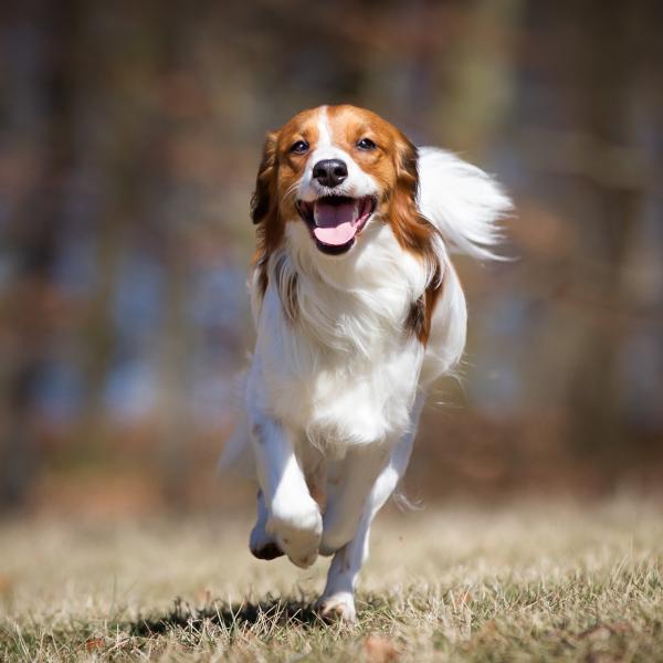Zuverlässiger Rückruf: Freiheit mit Verantwortung 📣
