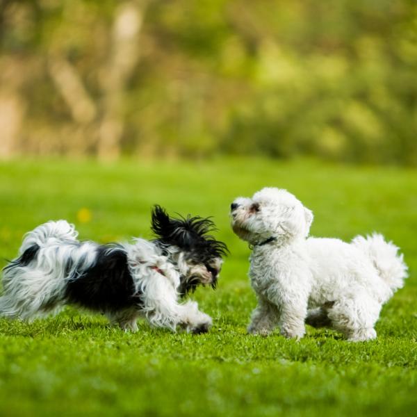 Sprich Hund - kleine Hunde