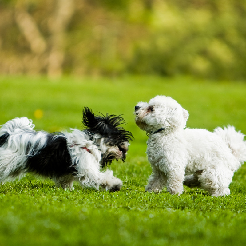 Sprich Hund - kleine Hunde