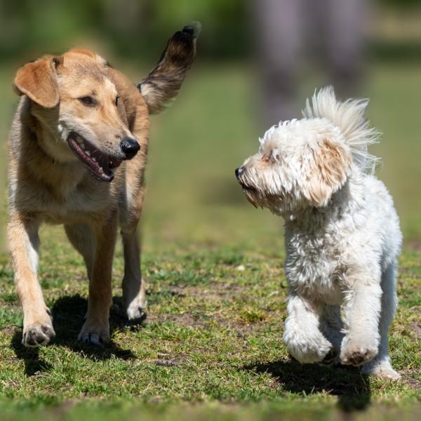 Sprich Hund nach HSS