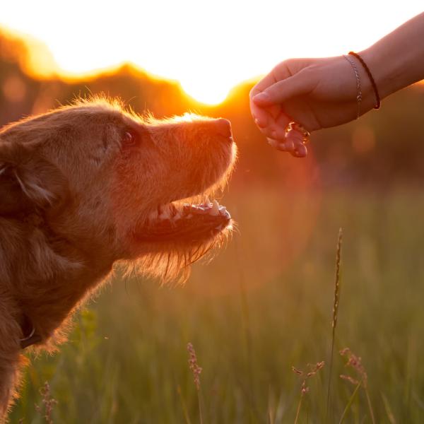 Starke Bindung – starkes Team 🤝🐾