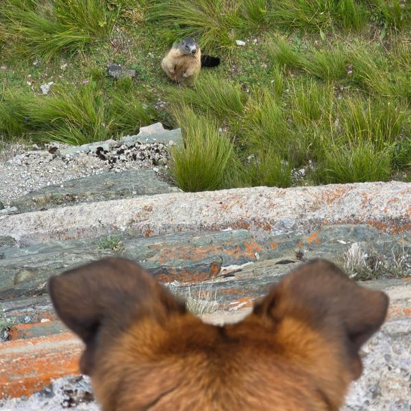 Anti-Jagd-Training Teil 2 von 2
