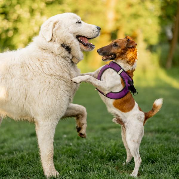 Sprich Hund gemischt