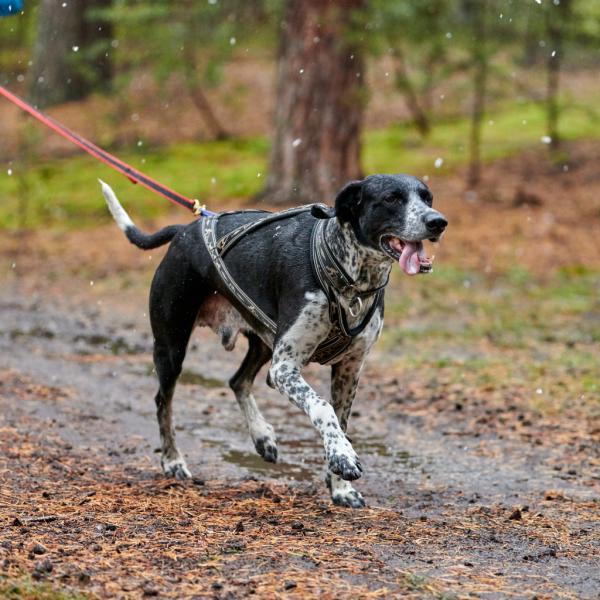 Einführungsworkshop: Zughundesport