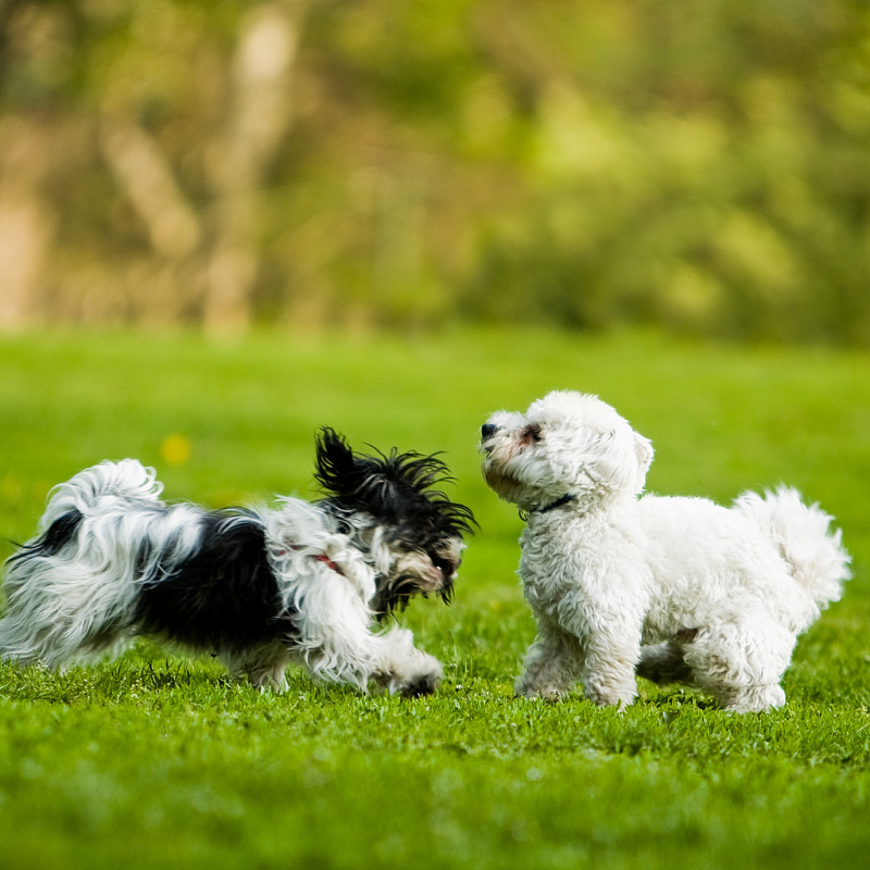 Sprich Hund - kleine Hunde