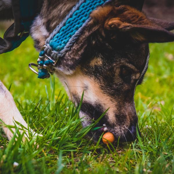 Anti-Giftköder-Training