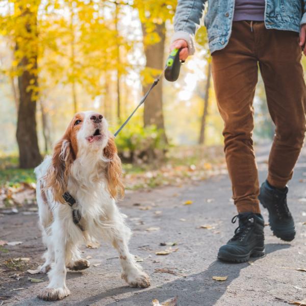 Sicherheit & Souveränität bei Hundebegegnungen 🐾