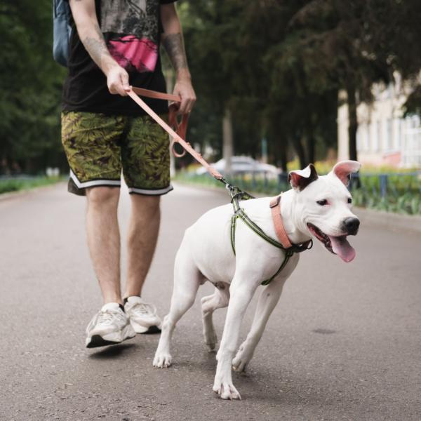 Leinenführigkeit ohne Ziehen  🦮