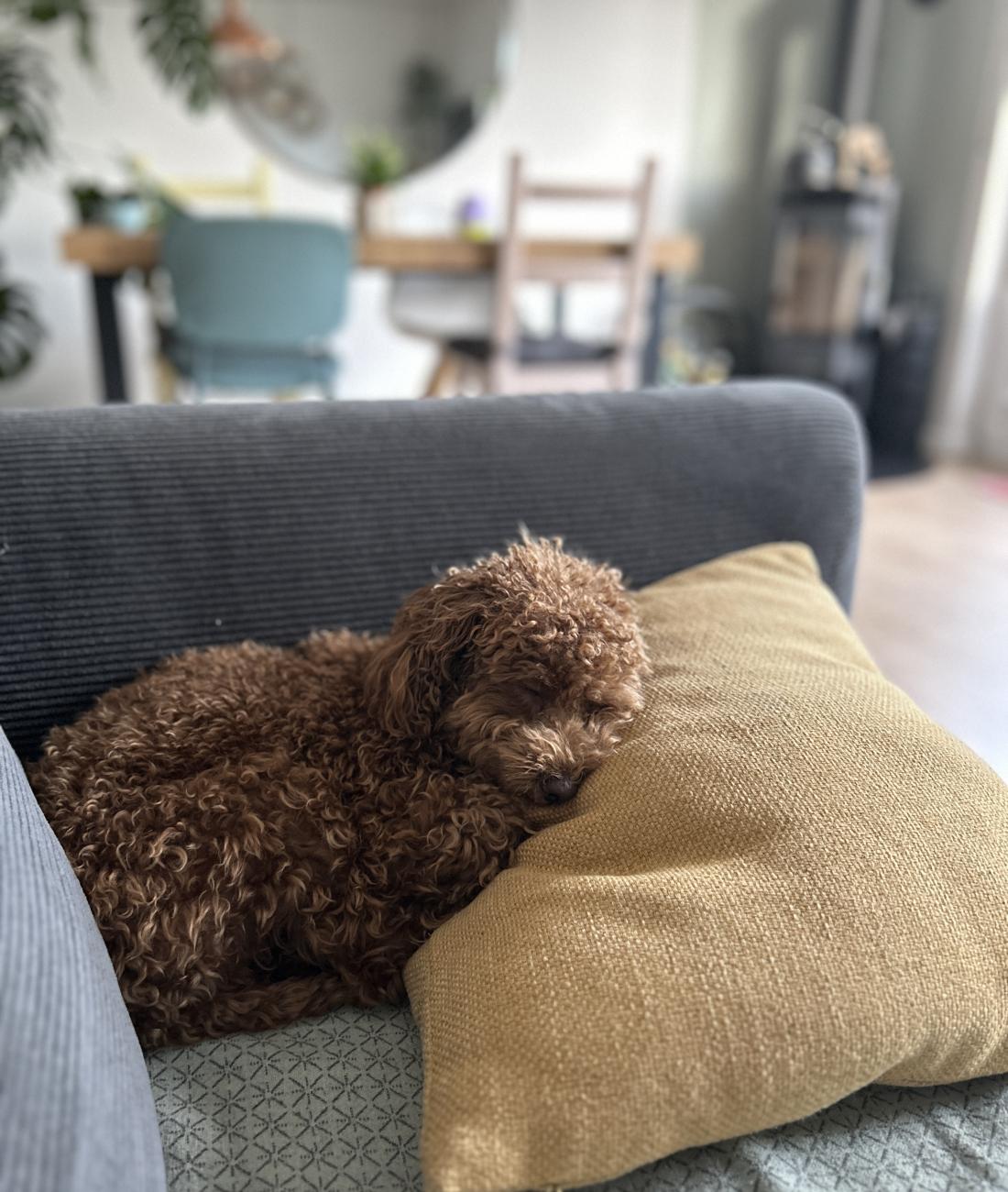Begleitung von Hund und Mensch