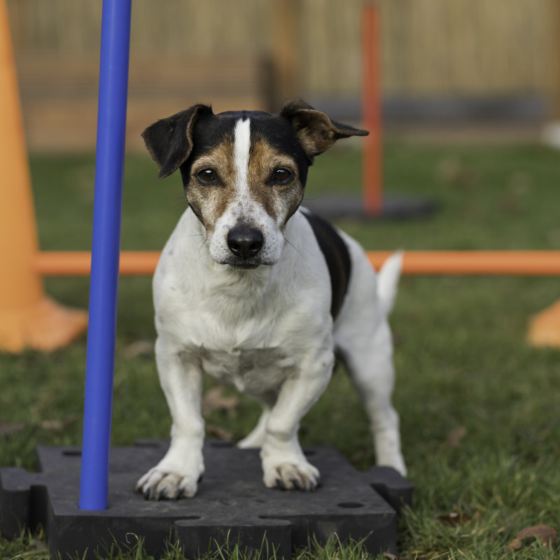 SQR Dog für Anfänger und Fortgeschrittene