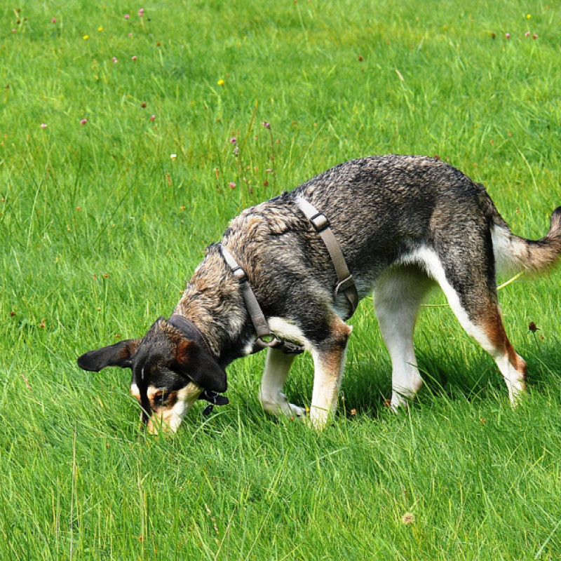 Schnüffelspaziergang & Nasenarbeit