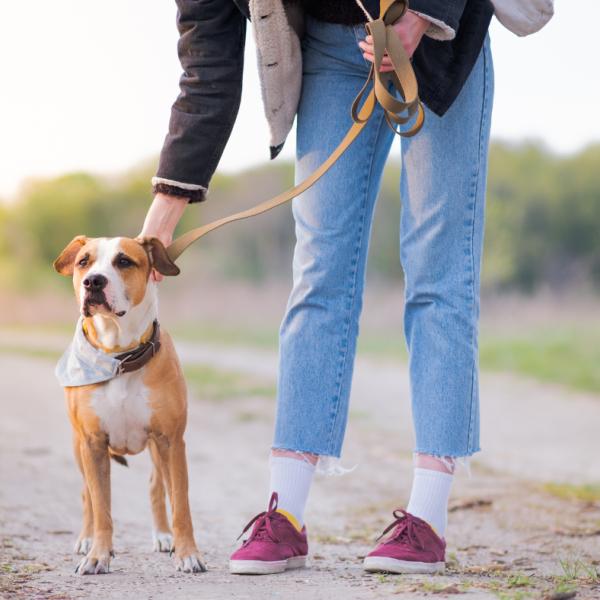 Erziehung und Beschäftigung für Tierschutzhunde