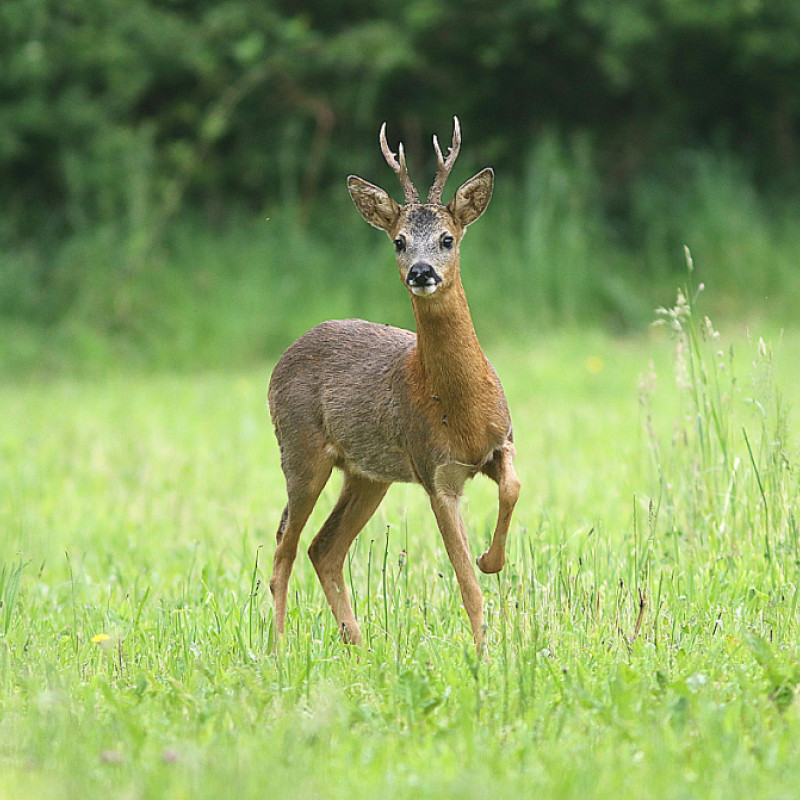 Hund, Wild & Wald