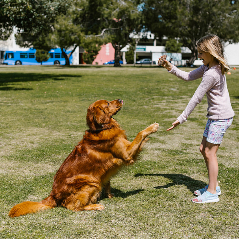 Hunde und Kinder