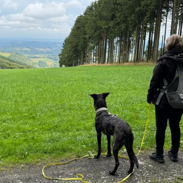 Grenzen, die Halt geben – für dich und deinen Hund