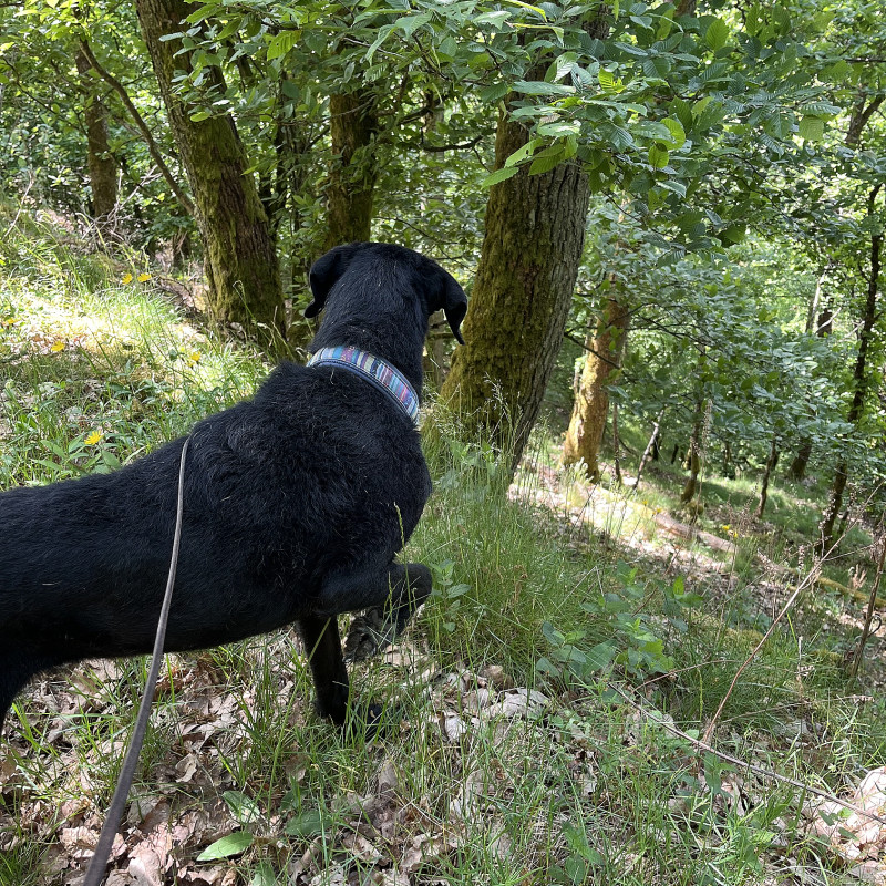 Jagdkontrolle Teil 2