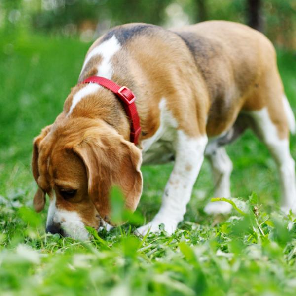 Best Ager auf vier Pfoten