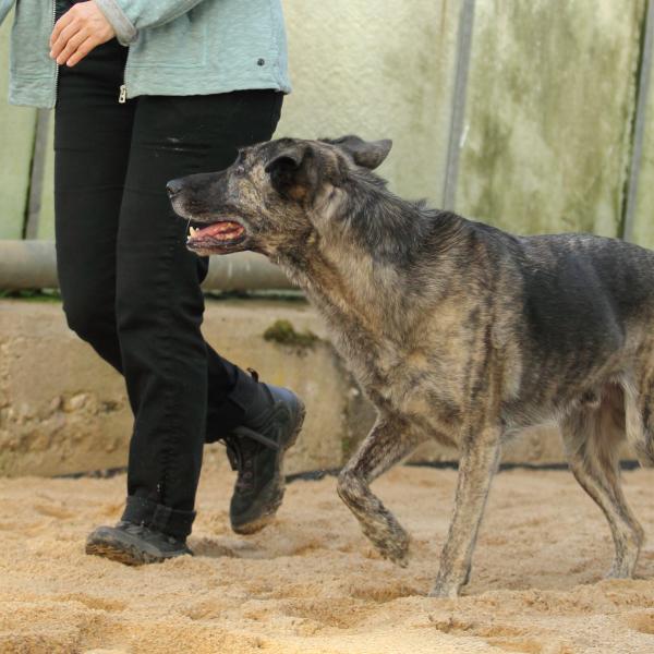 Führungskompetenz im Hundetraining
