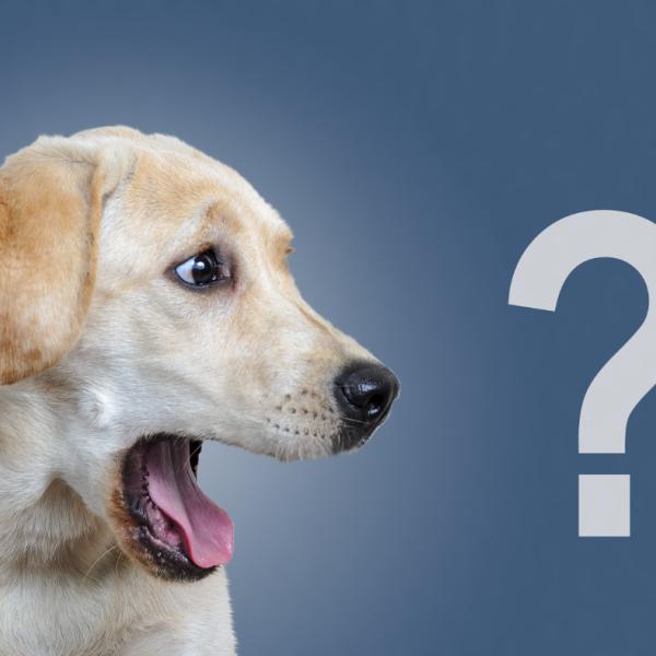 Spielend zum perfekten Timing – mit PORTL den Hund besser verstehen