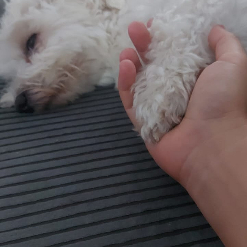 „Zusammen wachsen –   deinen Hund verstehen & sicher durch den Alltag begleiten“
