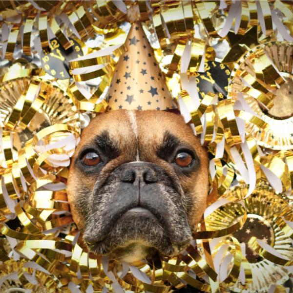 Silvester-Schnüffelparcours auf dem Hundeplatz