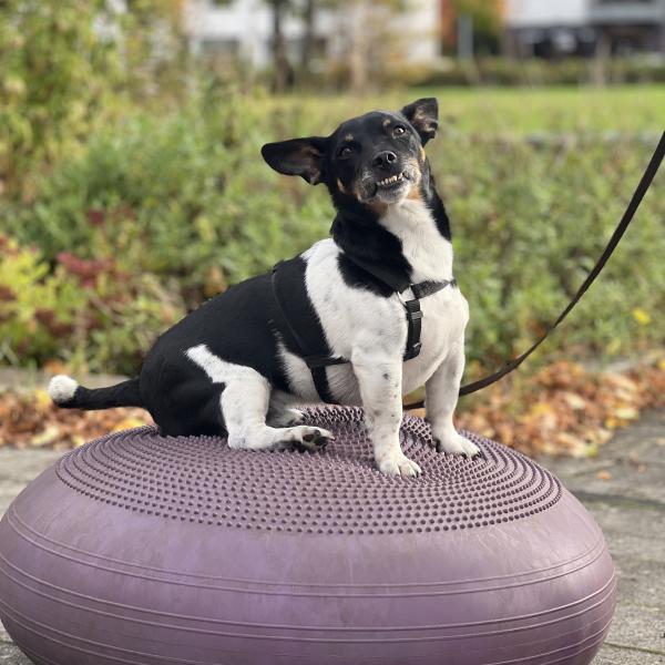 Mobility Kurs
