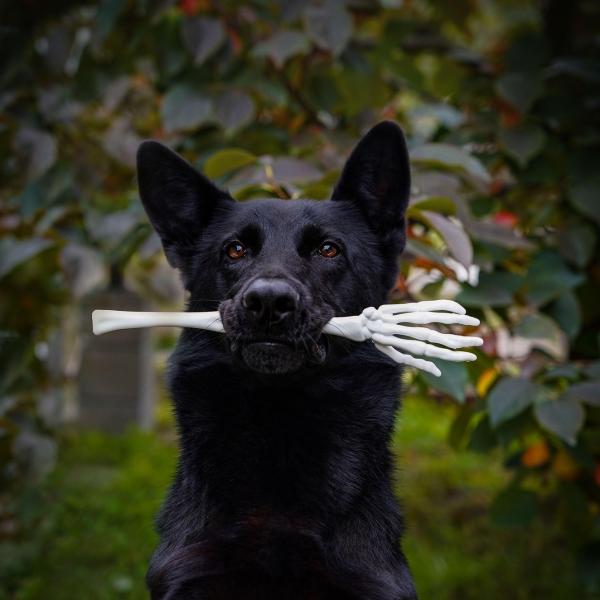 Schnüffelwalk Halloween Spezial