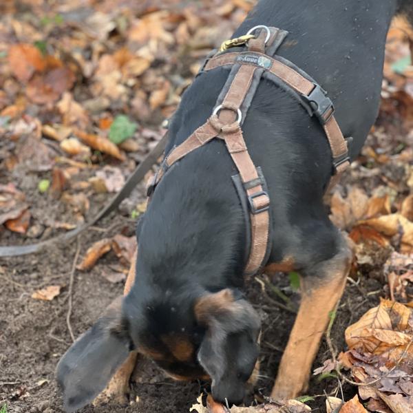 Schnüffelwalk