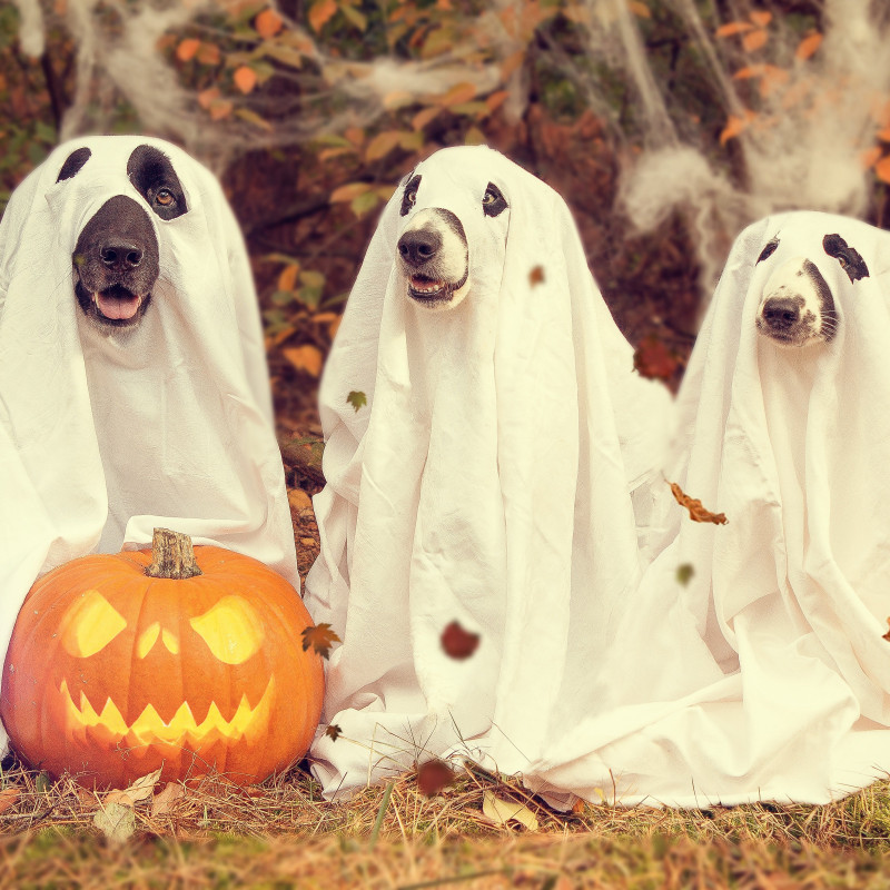 Halloween Spezial
