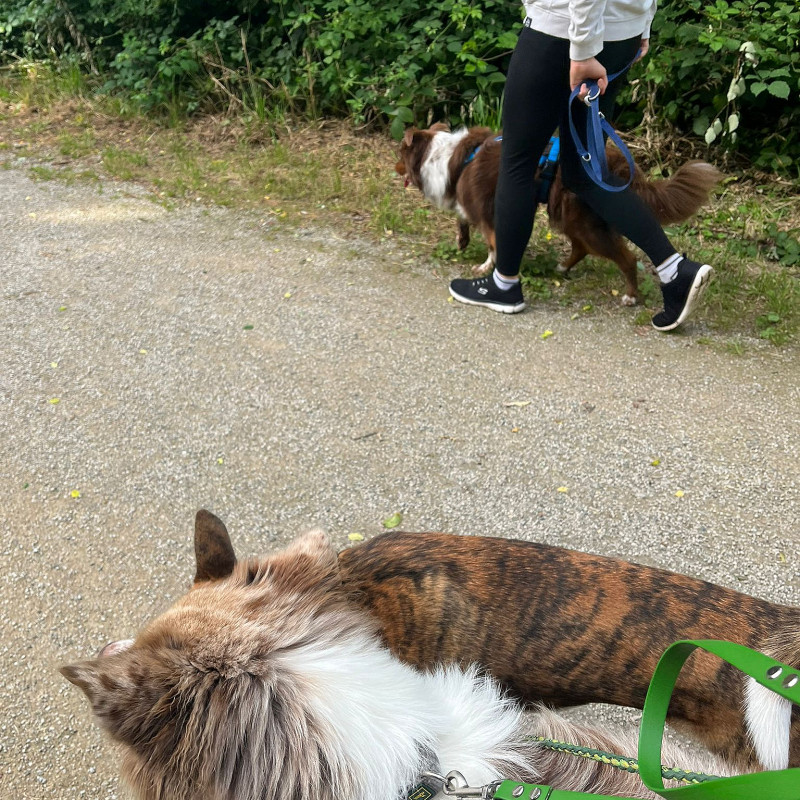Social Walk Plus