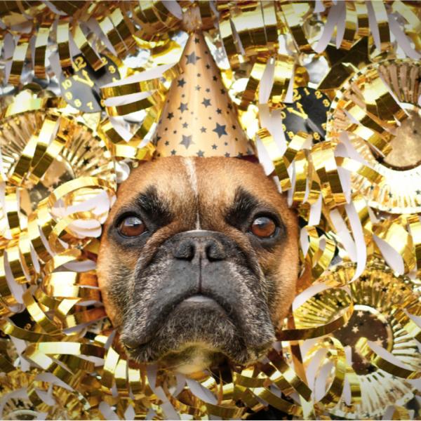 Silvester-Schnüffelparcours auf dem Hundeplatz