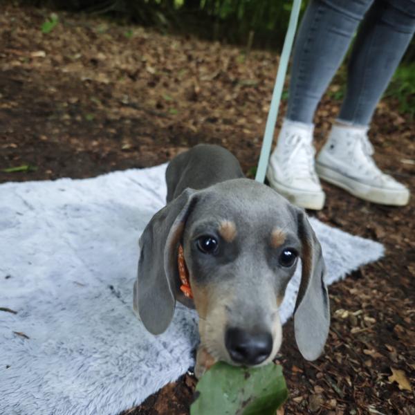 WelpenKnigge Start: 01.03