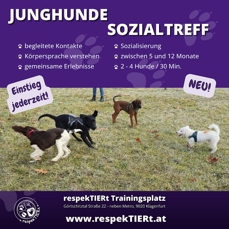 Junghunde-Sozialtreff