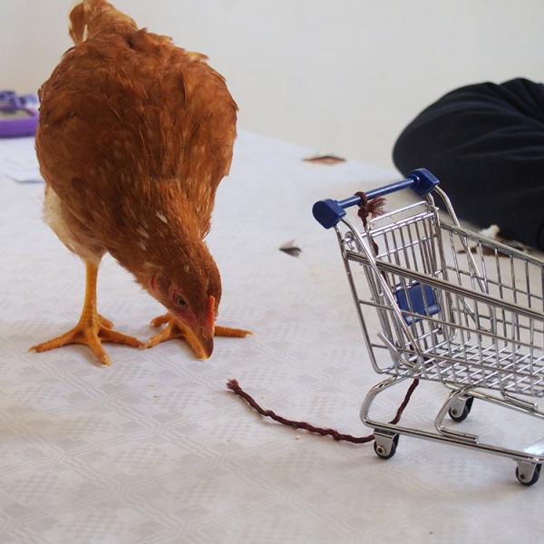 Train the Chicken