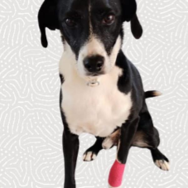 Nothelferkurs mit deinem Hund