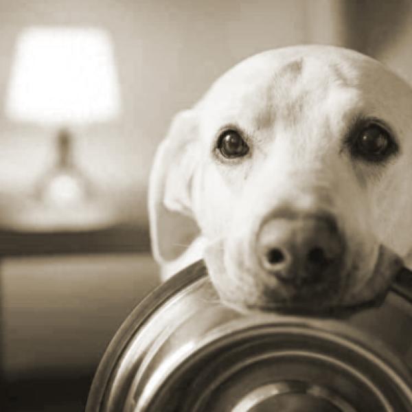 Hundernährung: Teil 1 "vorne rein-hinten raus"