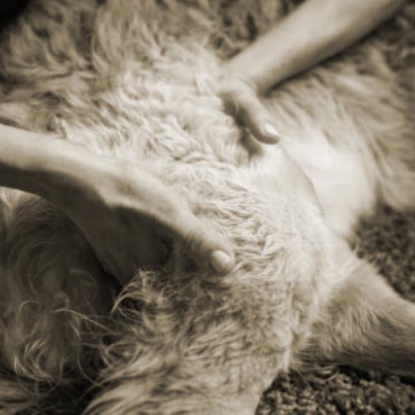 Pfoten-Entspannung : Auszeit mit Berührung