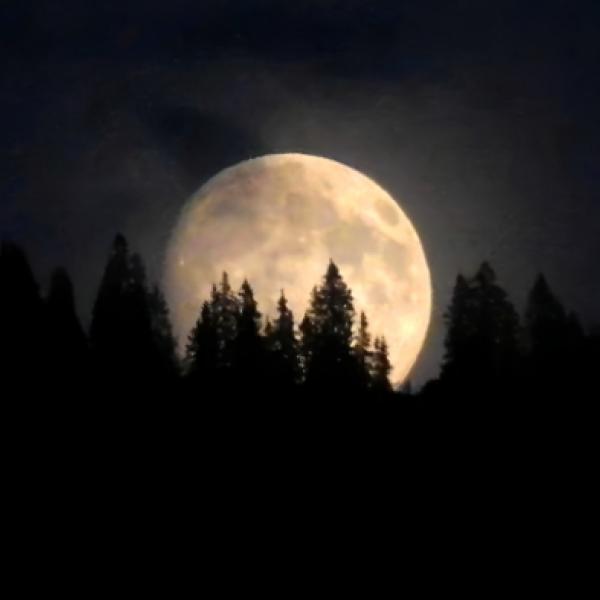 Magischer Vollmond-Walk