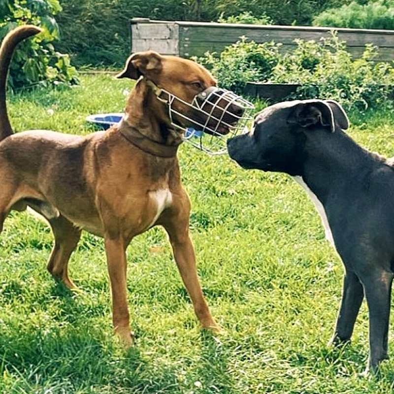 Gespräche unter Hunden