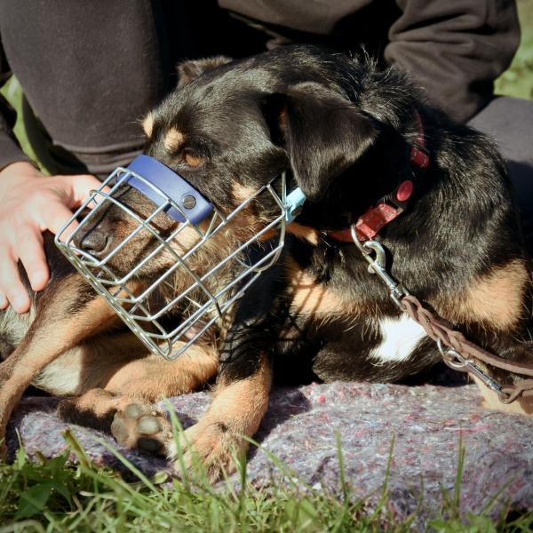 Raufboldegruppe für kleine Hunde