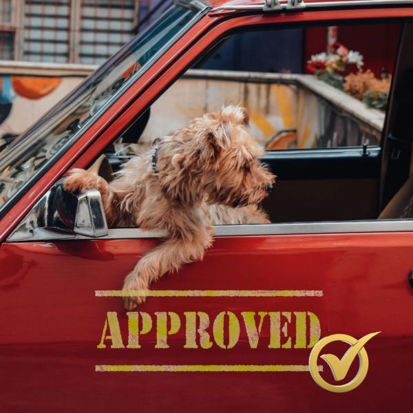 Hundeführerschein - Alltagstraining mit Sinn